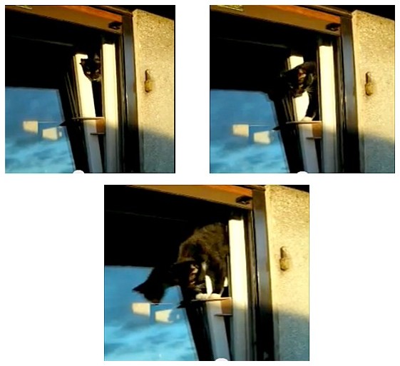 chat-sur-passerelle-pour-fenetre-oscillo-battant-1.jpg