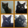 Chats Noirs club 1601 à  1700