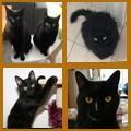 Chats Noirs club 1701 à  1800