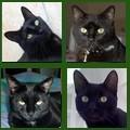 Chats noirs club 301 à 400