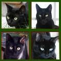 Chats noirs club 401 à 500