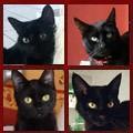 Chats Noirs  club  701 à 800