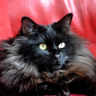 Chats Noirs